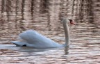 Cigno
