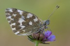 Pontia edusa