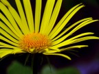 Giallo... alla pietra di bismantova...