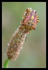 Cimice multicolor