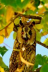 occhiolino