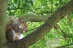 Hyde Park a Londra  famoso per gli scoiattoli che si fanno avvicinare senza problemi dai turisti. E' proprio vero: fare questa foto  stato davvero facile e non ho dovuto neanche usare focali lunghissime solo 55mm su APS-c.

Dati di scatto: 1/125s, f5,6, 55mm, 400ISO. Canon 30D con 55-250IS con leggero crop
