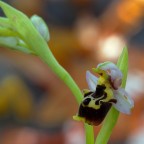 Vecchio fiore