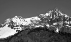 Monti