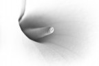 D80, 105micro @ f3,2, 1/1600, 500 iso, mano libera