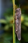 Anacridium aegyptium