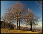 Alberola