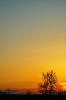 alba