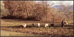 al calar del sole