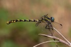 Onychogomphus uncatus