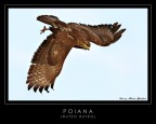 Poiana Poiana