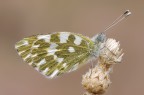 Pontia Edusa