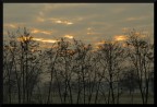 Sprazzi di cielo rosso e alberi in versione "invernale".
Commenti e suggerimenti sono benvenuti.