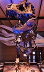 Bruxelles - Museo di scienza naturale

Commenti & Critiche ben accetti!

..se la sezione non dovesse essere quella giusta invito i moderatori a spostare la foto