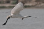 Spatola in volo