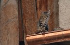 gattino curioso !!!