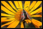macro: esordiente totale