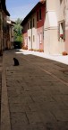 il curiosone