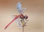 Sympetrum fonscolombi