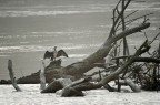 Cormorano