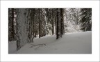 Momenti nel Bosco
