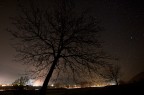 Black Tree
