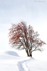 Frozen Life