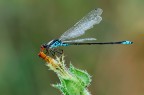 damigella testarossa