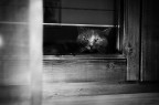 chat