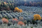 alberi