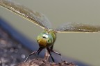 imperator 2