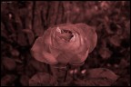 rosa hue