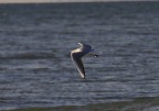 volo di gabbiano