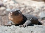 Foto eseguita con Panasonic Lumix Tz3.E' la prima foto che posto sul forum :)