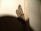 Difficolt con questo livello di macro...e poi ancora non ho capito quell'ombra da dove viene...mah!!!