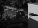 Qual' migliore...questa o la prossima?