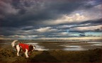Dog in Red ..