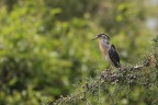 Striated heron