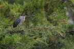 Striated heron