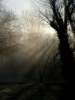 Luci