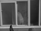 Signora ripre da lontano. mentre lavora, dietro alla tenda...