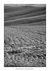 Colline Pisane