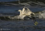 in volo