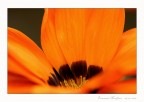Colori