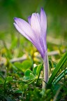 D80, 105 micro@f 16, 1/40, iso 200, treppiede
