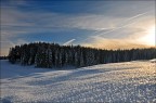Ice Forests