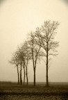 questo che vi presento  il prosieguo di alberi nella nebbia ove c' un po' di divertissemente in pi e leggermente pi consapevole con la post e l'idea di voler, almeno un po', ricordare le vecchie stampe all'albumina. la motivazione  sempre quella del topic sopra riportato. a proposito stessa cam, stessi iso ed oltre al 70-210 anche l'obiettivo i kit 18-70.

gradite, come sempre, le vostre osserazioni.