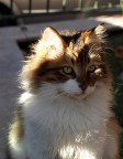 Gattone