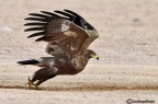 Ops si parte (aquila delle steppe)