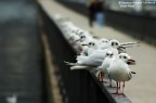 Nikon D50+Nikkor 70-210D